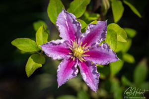 Pink Clematis Piilu Wall Art Print Options