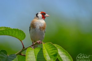 European Goldfinch Lookout Wall Art and Gifts