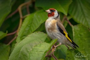 Proud Goldfinch Wall Art and Gifts