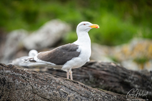 Great Black Backed Gull on a Rock Wall Art