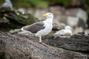 Great Black Backed Gull Wall Art and Gifts