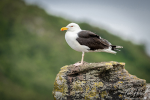 Young Great Black Backed Gull Wall Art by Carol Herbert