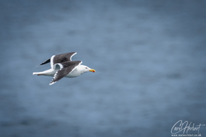 Great Black Backed Gull In Flight Wall Art and Gifts