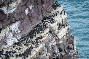 Guillimot Cliff Wall Art by Carol Herbert