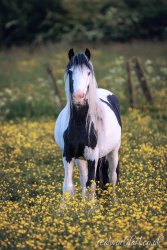 Gypsy Vanner Horse Wall Art by Carol Herbert