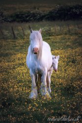 Gypsy Vanner Horse and Foal Wall Art by Carol Herbert