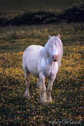 Serene Gypsy Vanner Horse Wall Art and Gifts