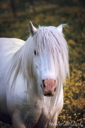 Gypsy Vanner Horse Close-up Wall Art by Carol Herbert