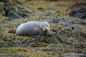 Serene Harbour Seal Wall Art Print