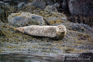 Relaxing Harbour Seal Greeting Cards