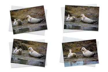 Harbour Seals - Greeting Card Packs by Carol Herbert