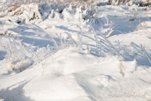 Icy Grass in Winter Wall Art by Carol Herbert