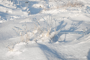 Icy Grassland Magic Wall Art and Gifts