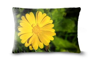 Lance-Leaved Coreopsis Scatter Cushions