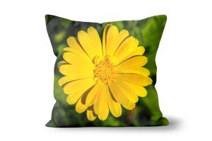 Lance-Leaved Coreopsis Cushion