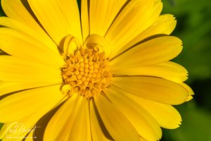 Lance-Leaved Coreopsis Flower Wall Art by Carol Herbert