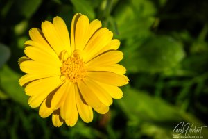 Lance-Leaved Coreopsis Wall Art Print Options