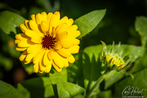 French Marigold Greeting Cards