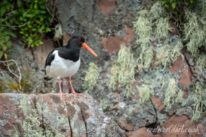 Oyster Catcher Watching Wall Art by Carol Herbert