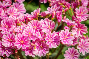 Pink Lewisia Flowers Wall Art and Gifts