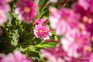 Lewisia Alpine Flower Wall Art and Gifts