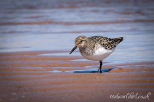 Sanderling Seaside Foraging Wall Art by Carol Herbert