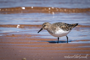 Serene Sanderling Scene Wall Art Print