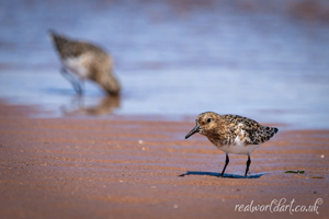 Sanderlings Seaside Hunt Wall Art Print