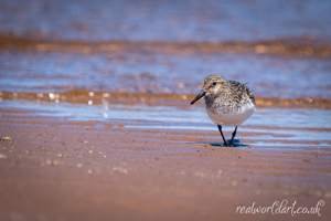 Solo Sanderling Shoreline Greeting Cards