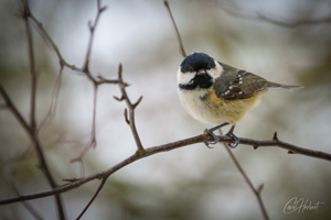 Coal Tit Bird Greeting Cards