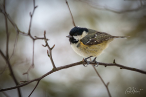 Male Coal Tit Bird Wall Art Print