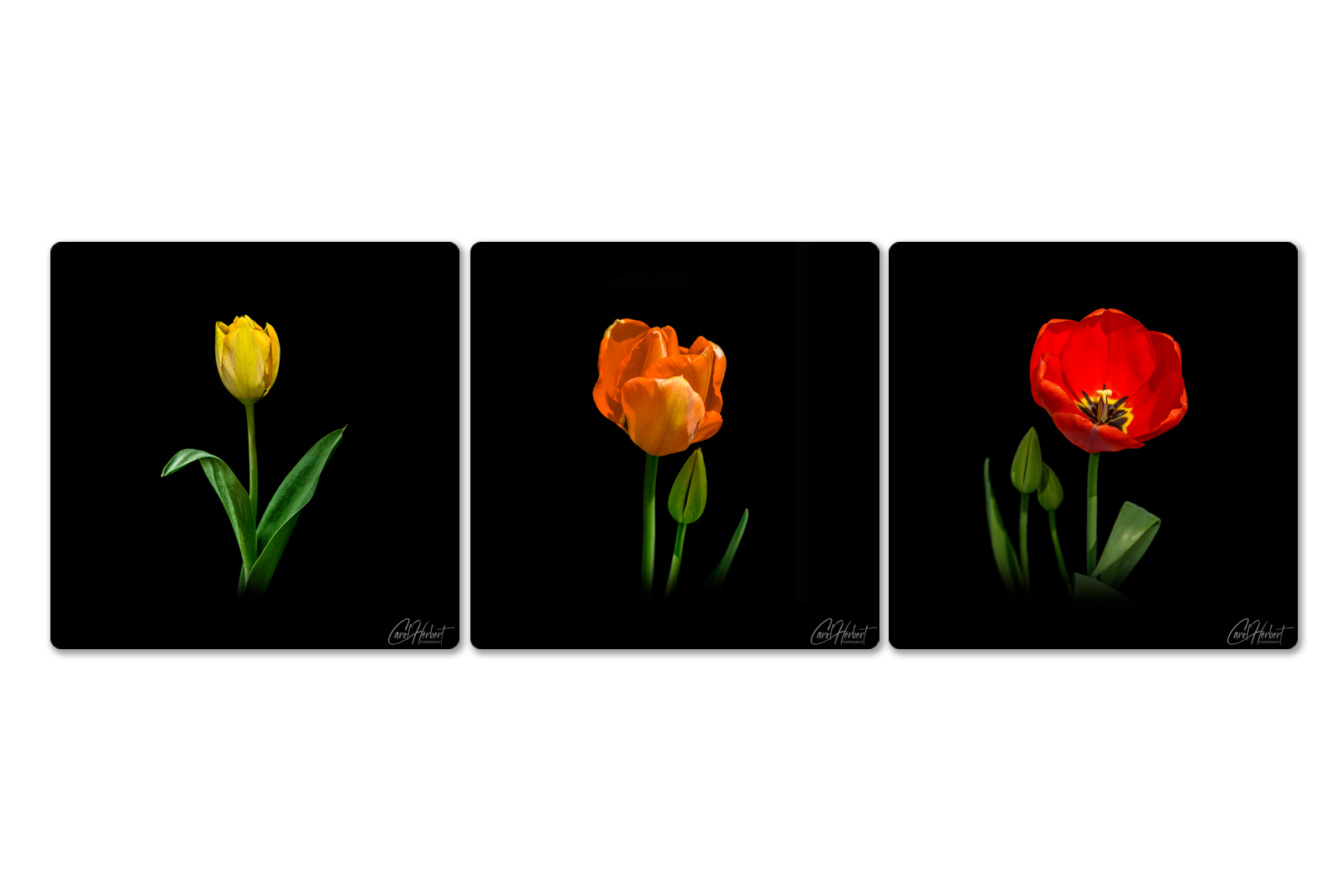 Three canvases with a single yellow, orange and red tulip