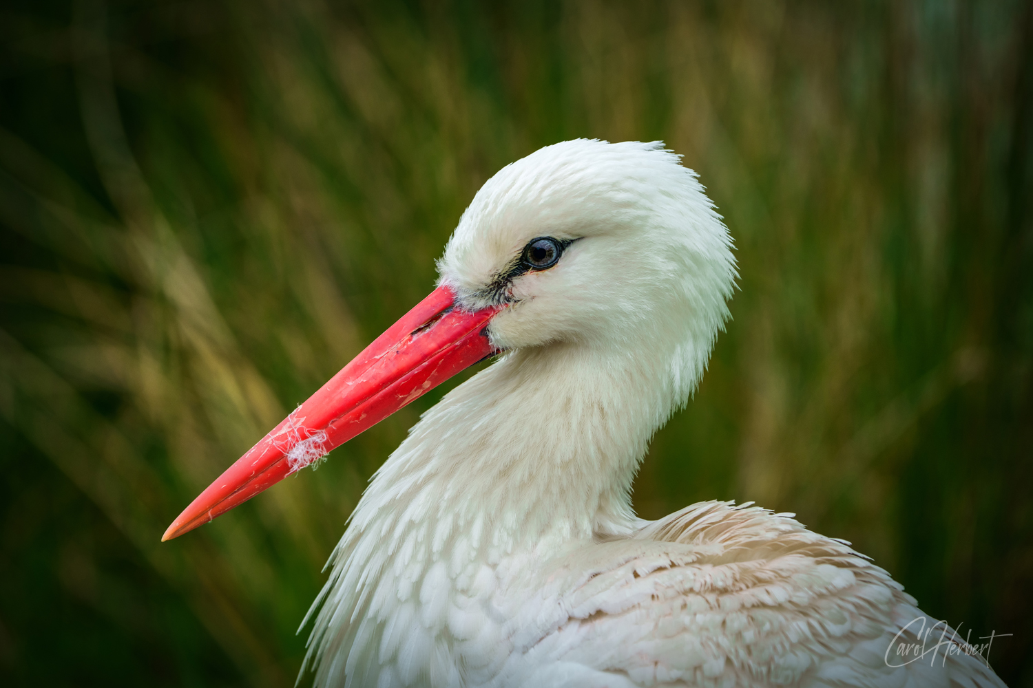 Head of a White Stork