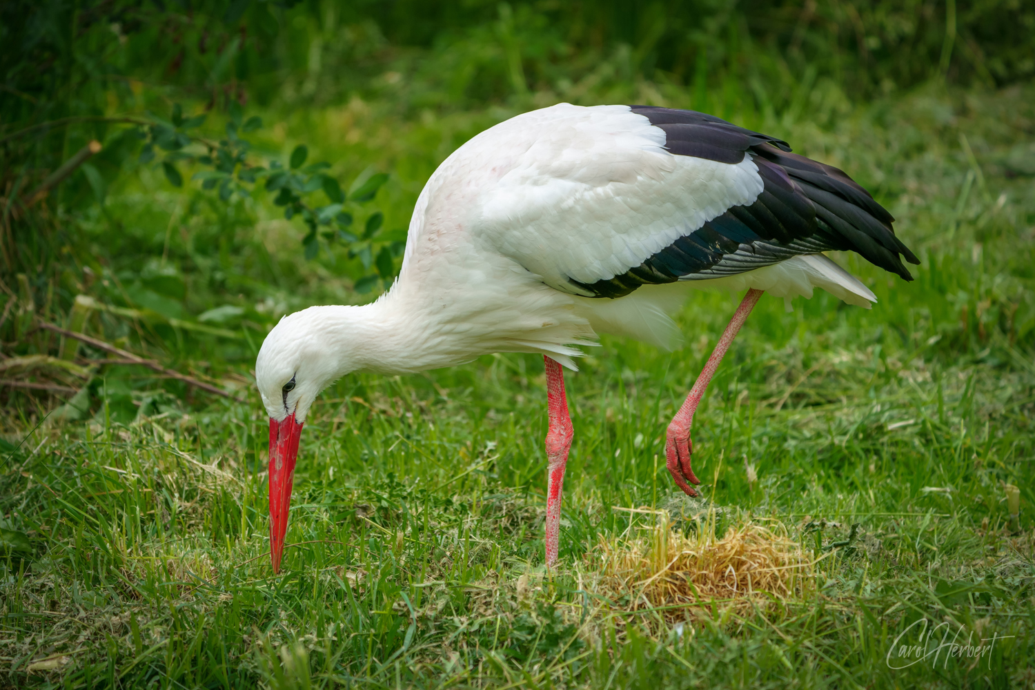 White Stork Feeding