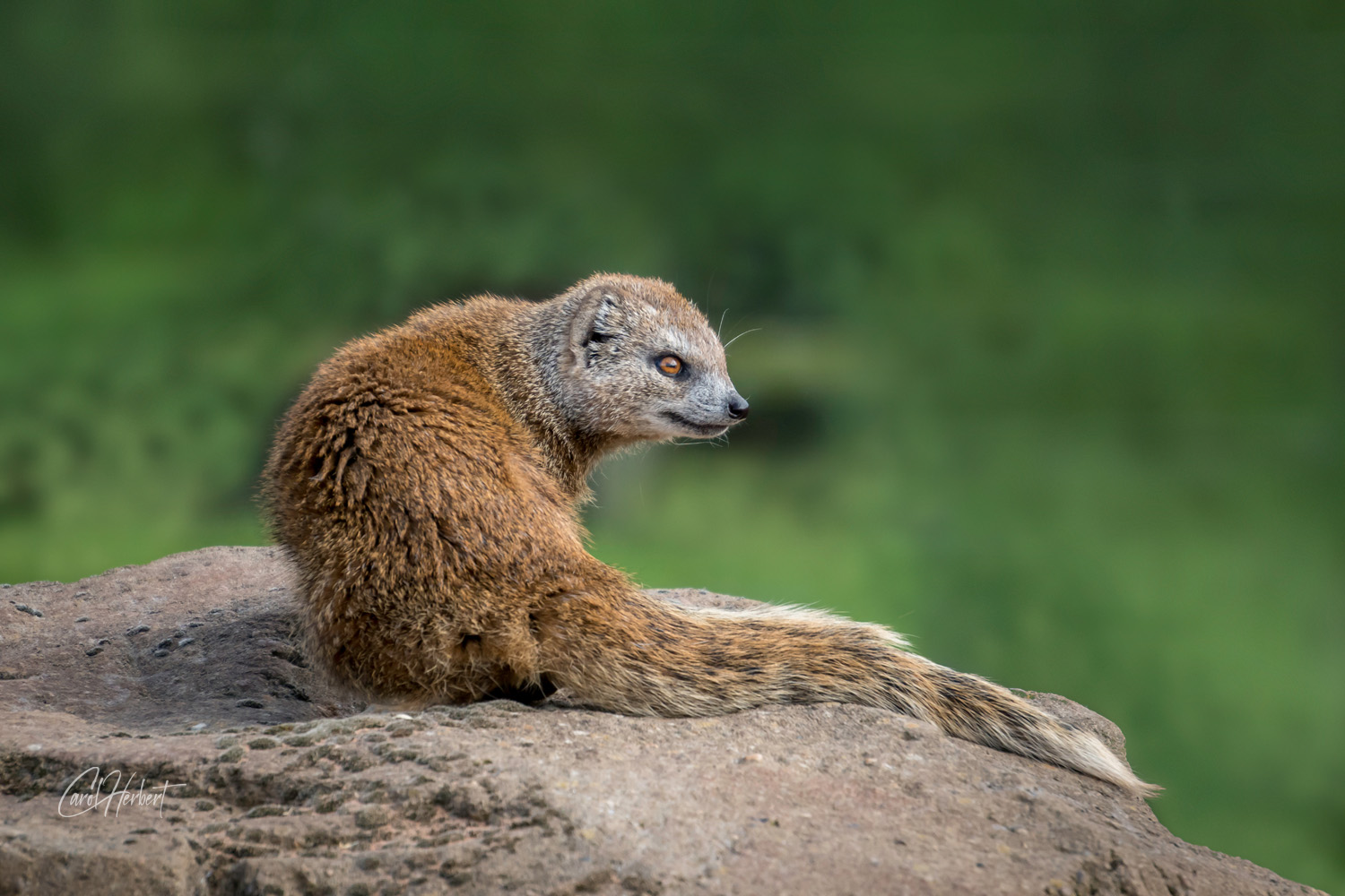 Yellow Mongoose